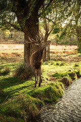 Deer Standing by Tree and Stream at Sunrise © Sandor Szmutko