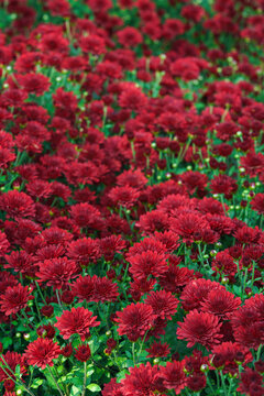 Dense blooming red double decorative chrysanthemum morifolium, flowers in garden. Bright autumn floral background with fresh blossoms, buds and green foliage. Plant breeding, gardening, cultivation