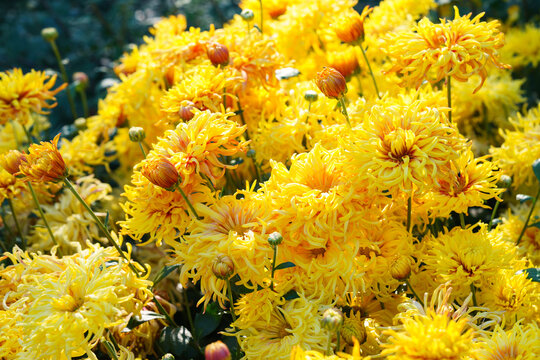 Bright yellow spider chrysanthemum morifolium flowers in full bloom creating vibrant floral background. Closeup of colorful autumn blossoms growing in garden, seasonal fall decorative plant breeding