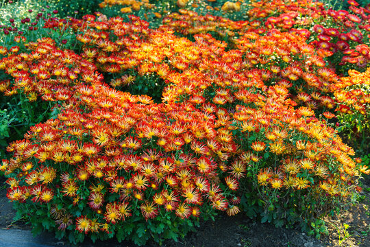 Colorful red and yellow spider chrysanthemum morifolium flowers blooming in a garden. Beautiful seasonal floral landscape in botanical park. Plant breding, gardening, cultivation