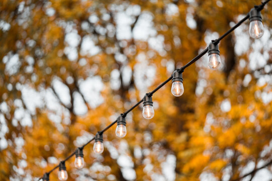 Outdoor string light bulbs on golden autumn foliage with soft bokeh background. Cozy seasonal cafe and patio decor for fall festivals, Thanksgiving, Halloween, garden parties and outdoor celebrations.