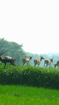 Blackbuck antelope herd grazing in a lush green field