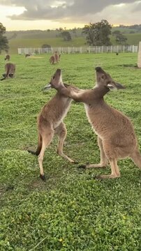 Two kangaroos fighting and boxing in a meadow