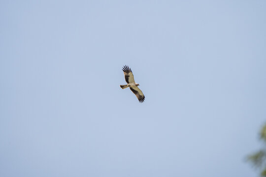 Booted eagle (Hieraaetus pennatus) photographed in Spain
