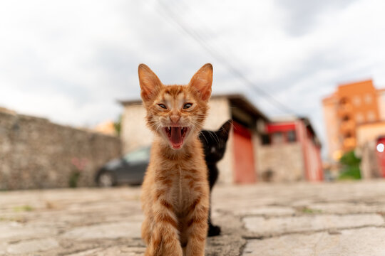 Podgorica, Montenegro - 20 June 2025: View of an orange kitten meowing on a stone-paved street with a black kitten standing behind it in an urban setting.