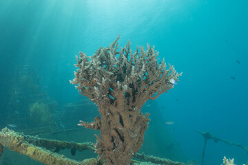 Coral reef and water plants in the Red Sea, Eilat, Israel  © yeshaya