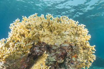 Coral reef and water plants in the Red Sea, Eilat, Israel  © yeshaya