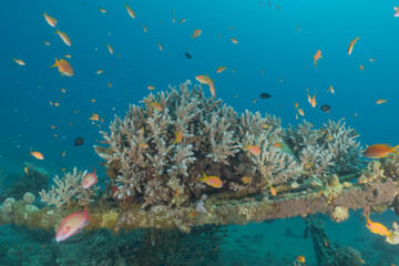 Coral reef and water plants in the Red Sea, Eilat, Israel  © yeshaya