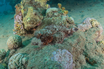 Coral reef and water plants in the Red Sea, Eilat, Israel  © yeshaya
