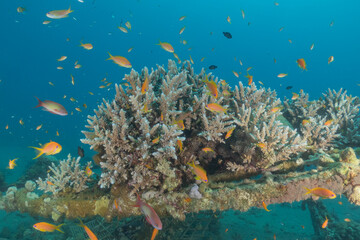 Coral reef and water plants in the Red Sea, Eilat, Israel  © yeshaya