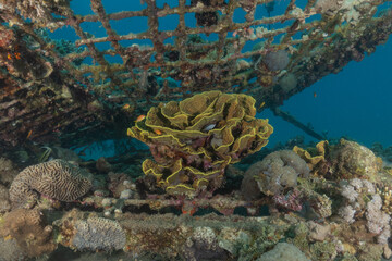Coral reef and water plants in the Red Sea, Eilat, Israel  © yeshaya