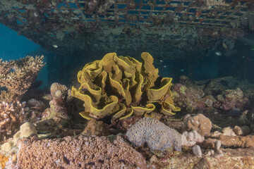 Coral reef and water plants in the Red Sea, Eilat, Israel  © yeshaya