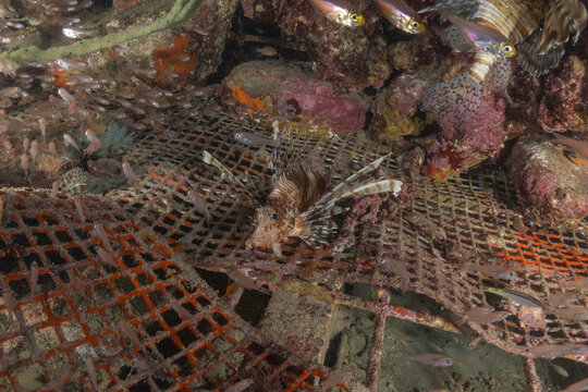 Lionfish (Pterois miles) in the Red Sea, colorful fish, Eilat, Israel
