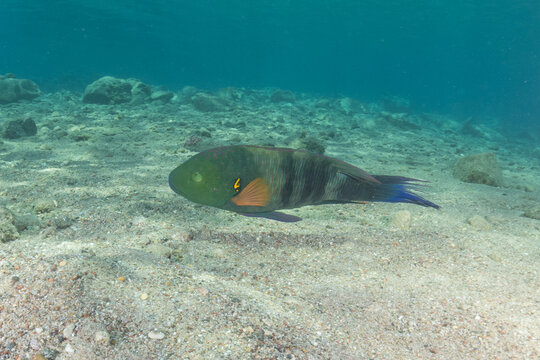 Fish swimming in the Red Sea, colorful fish, Eilat, Israel
