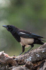 Obraz premium Common magpie (Pica pica) photographed in Spain