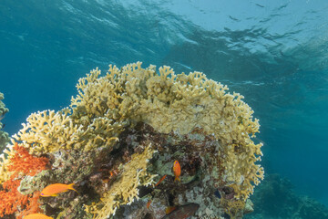 Coral reef and water plants in the Red Sea, Eilat, Israel  © yeshaya