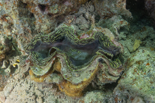 Giant Clam in the Red Sea Colorful and beautiful, Eilat Israel

