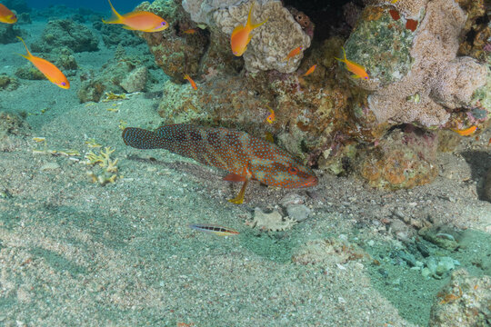 Fish swimming in the Red Sea, colorful fish, Eilat, Israel
