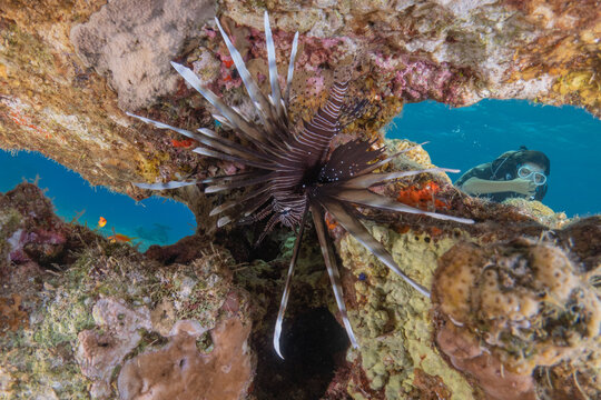 Lionfish (Pterois miles) in the Red Sea, colorful fish, Eilat, Israel
