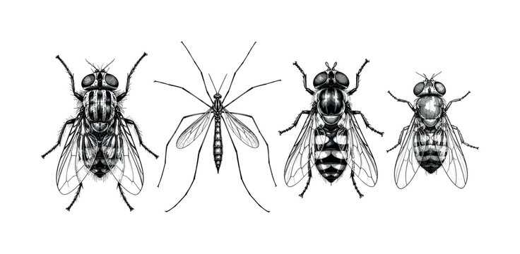 Detailed illustration of four different types of flies and a mosquito