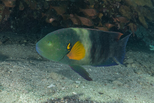 Fish swimming in the Red Sea, colorful fish, Eilat, Israel
