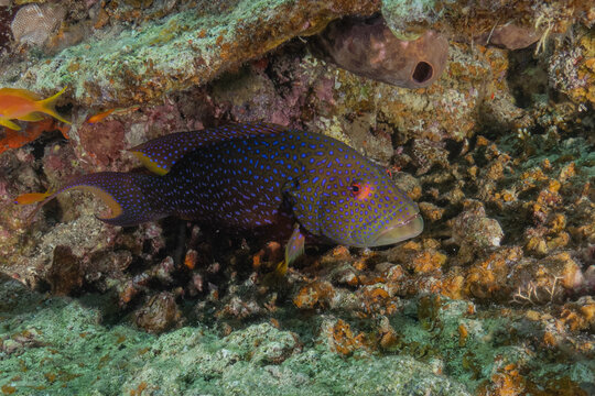 Fish swimming in the Red Sea, colorful fish, Eilat, Israel

