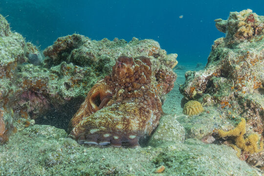 Octopus king of camouflage in the Red Sea, Eilat Israel 
