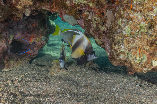 Fish swimming in the Red Sea, colorful fish, Eilat, Israel
