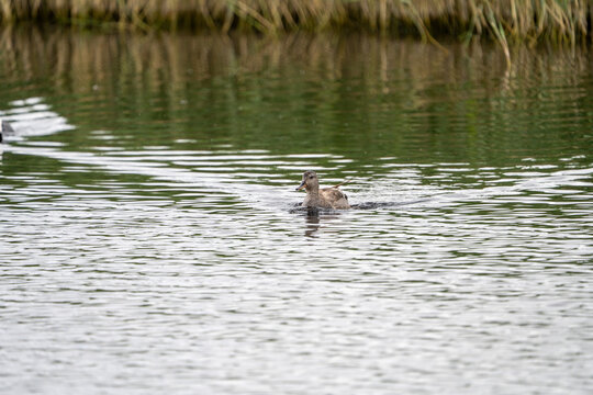 Gadwall (Mareca strepera) photographed in Spain