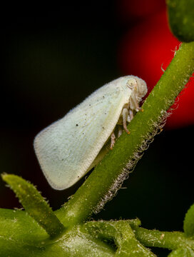 Treehopper