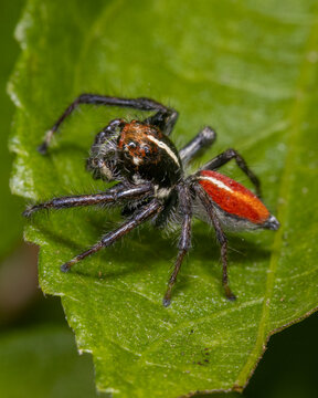 Jumping spider