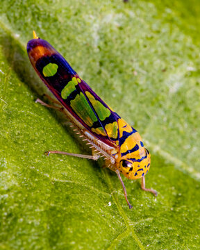 Treehopper