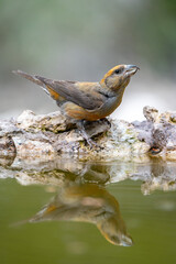 Common Crossbill (Loxia curvirostra) photographed in Spain © AngelEnrique