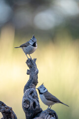 Crested tit (Lophophanes cristatus) photographed in Spain © AngelEnrique