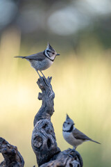 Crested tit (Lophophanes cristatus) photographed in Spain © AngelEnrique