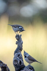 Crested tit (Lophophanes cristatus) photographed in Spain © AngelEnrique