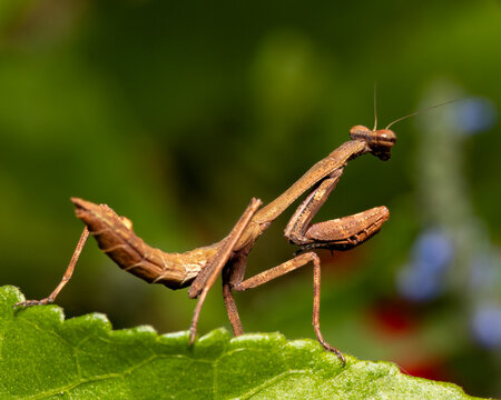 Praying mantis 