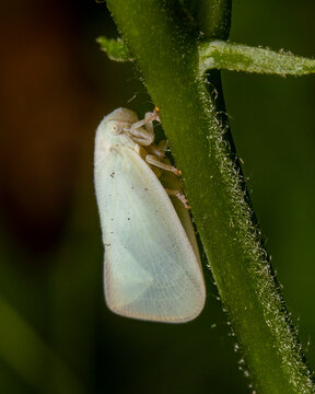 Treehopper