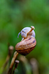 Small snail resting on a curled dried leaf © Piotr