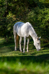 Naklejka premium White horse grazing beside dense green woodland