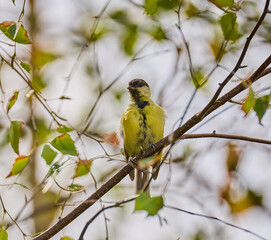 Blue tit on branch, summer. © Jan