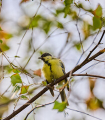 Blue tit on branch, summer. © Jan