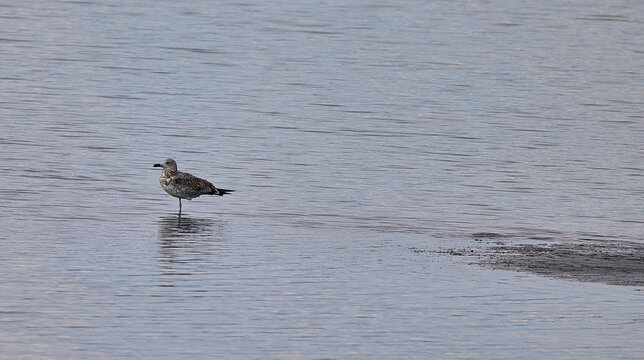 Great crested grebe in water.