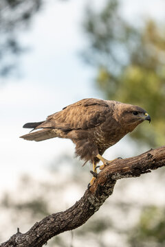 Common buzzard (Buteo buteo) photographed in Spain