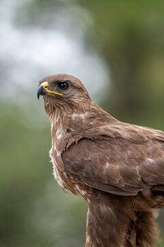 Common buzzard (Buteo buteo) photographed in Spain