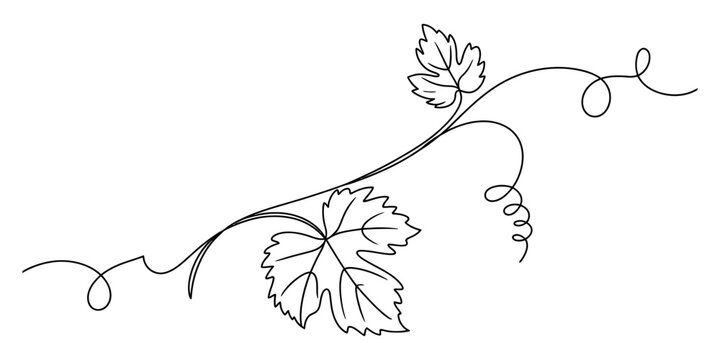 Black silhouette of a grape vine branch with leaves and tendrils isolated on a white background Vector, illustration