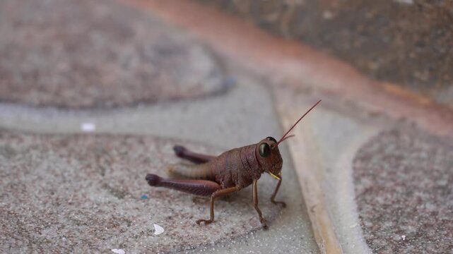 Close up of a small, brown, robust grasshopper (family Acrididae) resting on a textured tile surface.