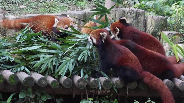 Group of Red Pandas Eating Fresh Bamboo Leaves Together