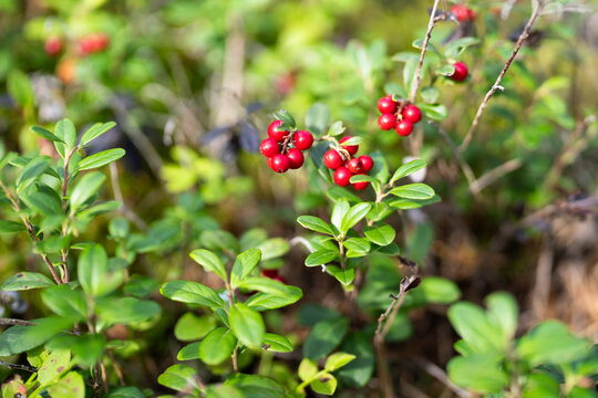 Ripe red lingonberries grow on evergreen shrub in forest during early autumn, closeup. Seasonal wild berry harvest in northern woodland.