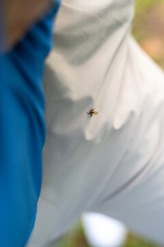 Deer ked crawls on white trousers during autumn forest walk, showing unpleasant bloodsucking parasite that attacks people and causes bites, itching, irritation, discomfort, and seasonal nuisance.